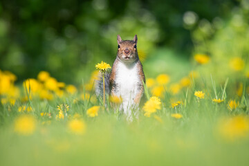 An American Red Squirrel forages for a meal in a dandelion field at Toronto, Ontario's popular Ashbridges Bay Park.