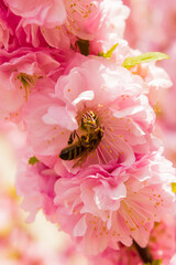 bee pollinates pink flower on flowering tree in spring, colorful background with image of insect and vegetation