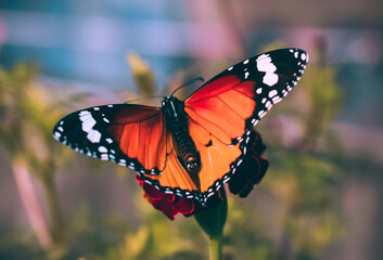 The Morning Butterfly