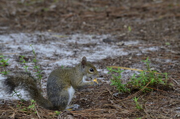 Squirrel eating
