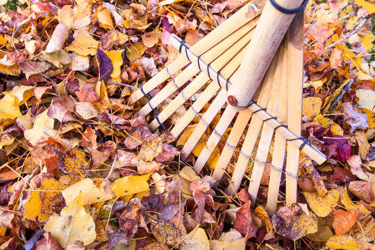 Raking leaves in autumn with a leaf rake in bamboo