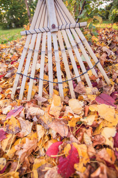 Raking leaves in autumn with a leaf rake in bamboo