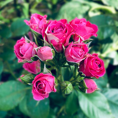 small roses in the morning in the garden after the rain
