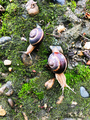 small and large snail after rain in the garden