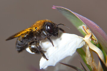 Abejorro, Bombus lapidarius. libandoflor