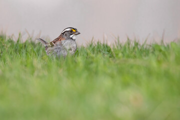 A White-throated Sparrow foages in the grass at Ashbridges Bay Park in Toronto, Ontario.