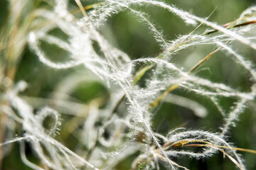 Feather Grass or Needle Grass, Nassella tenuissima, forms already at the slightest breath of wind filigree pattern.