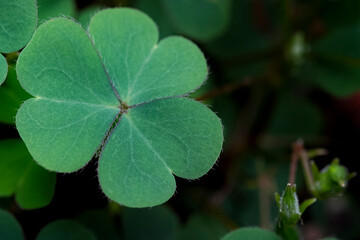 Fototapeta na wymiar Green clover leaf isolated on white background. with three-leaved shamrocks. St. Patrick's day holiday symbol. 