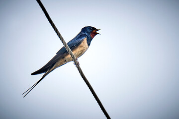 Singende Rauchschwalbe ( Hirundo rustica ).