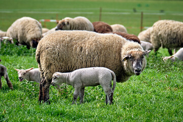 Weidende Hausschafe ( Ovis gmelini aries ; früher Ovis aries Linné ).