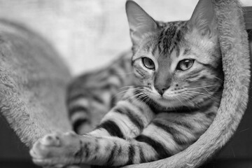 black and white portrait of bengal cat looks into the left