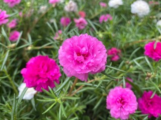 Obraz premium pink flowers in spring