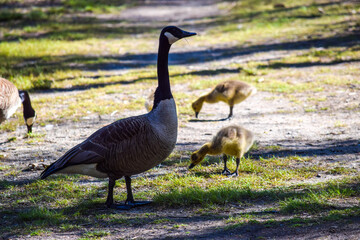 baby gosling
