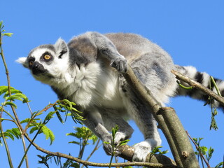 Lemur