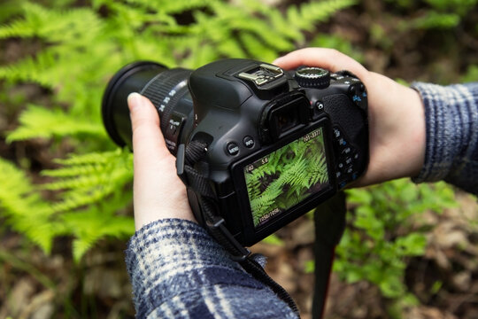 Camera on hands closeup. Making nature photo and video with green fern leaves