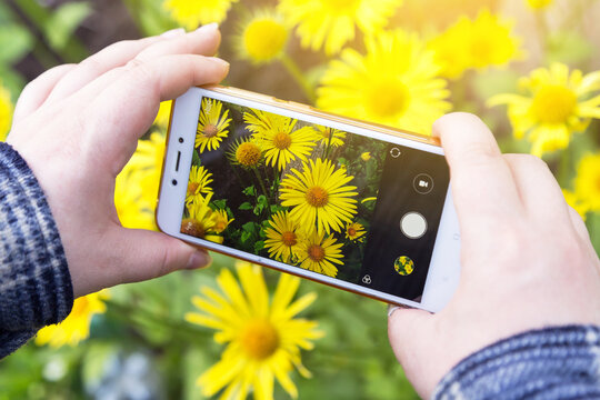 Smartphone, mobile phone on hands closeup. Making nature photo and video with yellow chamomile flowers on camera in sunlight