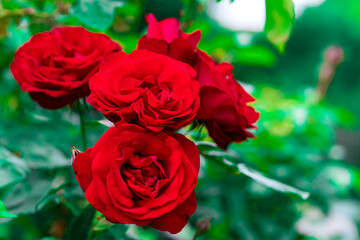 four red roses (4)