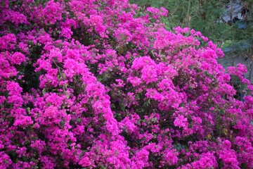 field of pink flowers