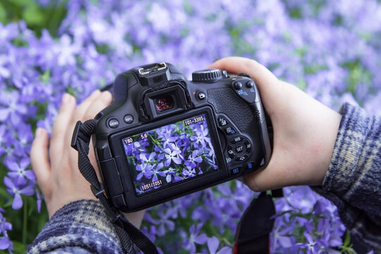 Camera on hands closeup. Making nature photo and video with blue violet flowers
