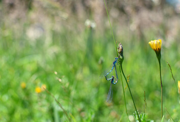 accouplement de libellules bleues