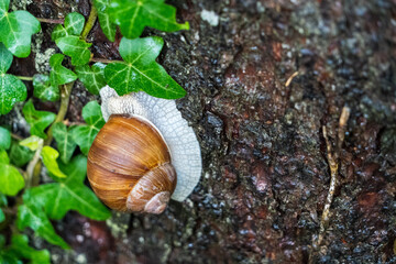 cadeau on the way up a tree