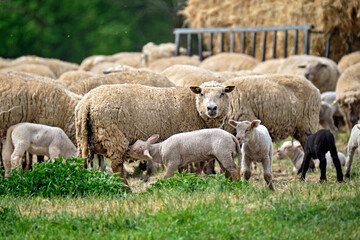 Weidende Hausschafe ( Ovis gmelini aries ; früher Ovis aries Linné ).