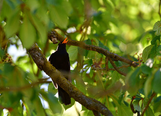 Singende Amsel