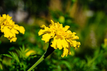 Yellow marigold flowers (african marigolds, tagetes erecta) on a flowerbed