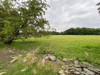 Old tree, at the edge of a large meadow with wild flowers in, Calverley, Leeds, UK
