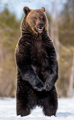 Brown bear with open mouth standing on his hind legs in winter forest. Scientific name: Ursus arctos. Natural habitat © Uryadnikov Sergey