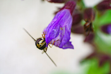 Gros plan d'un insecte isolé sur une fleur ou une feuille