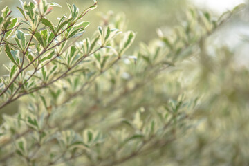 Beautiful leaves with bokoh, blurred focus background.