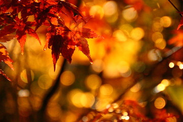 紅葉