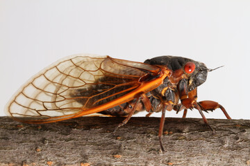 A Brood-V Cicada (Magicicada septendecim) perched on a stick with a white background.  These are periodical cicadas that emerge once every 17 years. This individual was seen in Ohio.