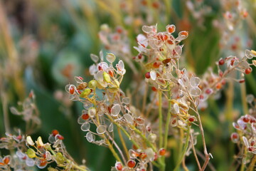 Samen des Steinkrauts