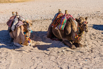 Fototapeta premium Camels in arabian desert not far from the Hurghada city, Egypt