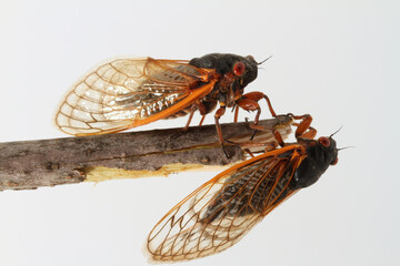 Two Brood-V Cicadas (Magicicada septendecim) perched on a stick.  These are periodical cicadas that emerge once every 17 years.  These insects were photographed in Ohio.