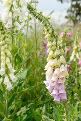 flowering foxglove in in the nature © Caro