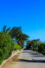 Fototapeta na wymiar Green palm trees along the road to the beach