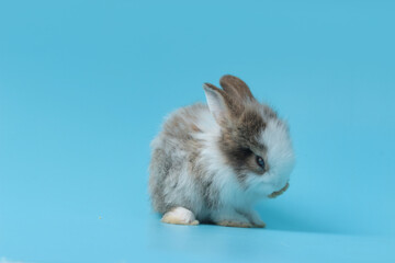Obraz premium Adorable fluffy rabbit on blue background, portrait of cute bunny pet animal