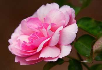 A closeup of a beautiful pastel pink rose.