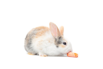 Adorable fluffy rabbits eating delicious carrot together on white background, feeding bunny vegetarian pet animal with vegetable