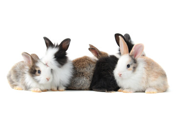 Group of adorable fluffy rabbits on white background, portrait of cute bunny pet animal