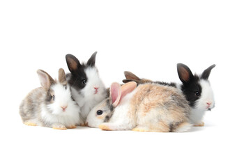 Naklejka na ściany i meble Group of adorable fluffy rabbits on white background, portrait of cute bunny pet animal