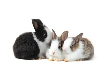 Group of adorable fluffy rabbits on white background, portrait of cute bunny pet animal