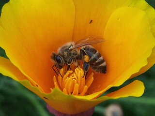 Honigbiene (Apis) sammelt Honig in einer kalifornischen Mohnblüte (Eschscholzia californica)