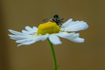 Gros plan d'un insecte isolé sur une fleur ou une feuille