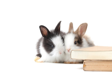 Adorable fluffy rabbits with book (symbol of knowledge, learning and studying) on white background, cute bunny study and learn, pet education and animal training concept