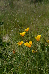 Kalifornischer Goldmohn, Mohn, Eschscholzia californica, Bienenweide