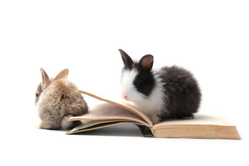 Adorable fluffy rabbits with book (symbol of knowledge, learning and studying) on white background,...